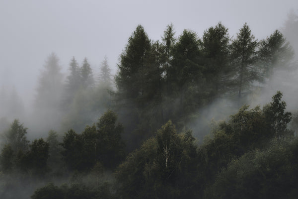 Earth Day: Gemeinsam den Regenwald schützen - Löwenanteil